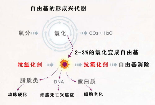 自由基产生的原因主要是来自内在与外在的因素.