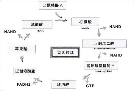 SE 能量坠饰 介绍 - 魔術师 - 四川TET团队科士威——魔術师